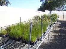 Yetna Farm Tree Nursery - archival photograph