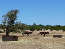 Big River Ranch Estate - Kalbarri 'By Ray White Geraldton' - archival photograph
