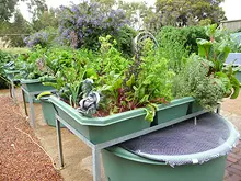 Backyard Aquaponics - archival photograph