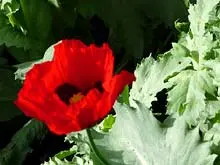 Melville Festival of Roses 'Melville Nursery November 14th & 15th' - archival photograph