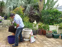 Seasol 'Re-potting tips with Seasol and Powerfeed' - archival photograph