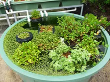 Backyard Aquaponics - archival photograph
