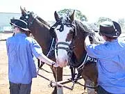 Goldfields Toursim Association - archival photograph