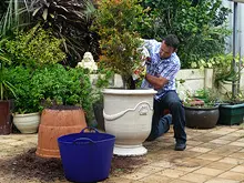 Seasol 'Re-potting tips with Seasol and Powerfeed' - archival photograph