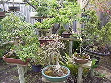 Bonsai Society of WA - Annual Bonsai Spectacular - archival photograph