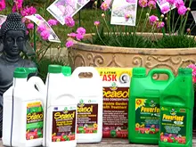 Seasol 'Re-potting tips with Seasol and Powerfeed' - archival photograph