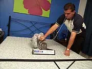 Mitex Mattress Hygenics - archival photograph