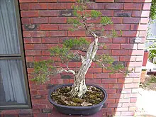 Bonsai Society of WA - Annual Bonsai Spectacular - archival photograph