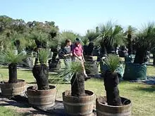 Grasstrees Australia - archival photograph