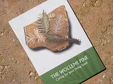 Wollemi Pine - archival photograph