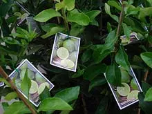 Bunnings - archival photograph