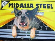 Midalia Steel - archival photograph