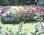 Melville Nurseries - archival photograph