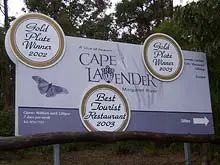 Cape Lavender - archival photograph