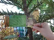 Wollemi Pine - archival photograph