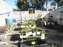 Yetna Farm Tree Nursery - archival photograph