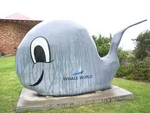 Albany's Whale World - archival photograph