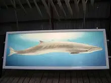 Albany's Whale World - archival photograph