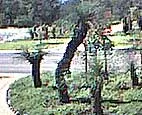 Land Corp - archival photograph