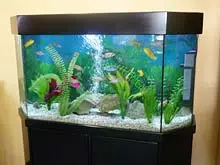 Atlantis Industries 'Aquariums rental and maintenance' - archival photograph