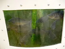 Backyard Aquaponics - archival photograph