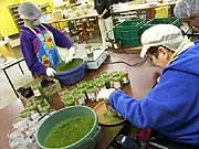 Whittingtons Herbs & Spices - archival photograph