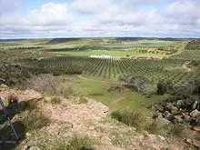 Eagle Vale Olives - archival photograph