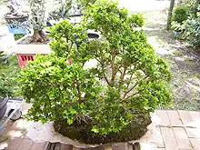 Bonsai Society of WA - Annual Bonsai Spectacular - archival photograph