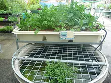Backyard Aquaponics - archival photograph