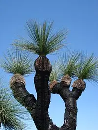 Grasstrees Australia - archival photograph