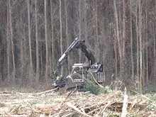 Timber 2020 - archival photograph