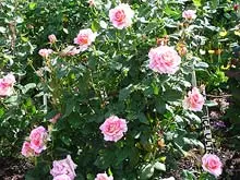 Melville Festival of Roses 'Melville Nursery November 14th & 15th' - archival photograph