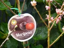 Seasol Powerfeed for flowers & fruit - archival photograph