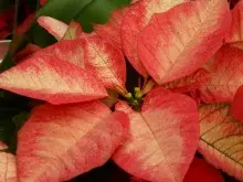 SEASOL Christmas Gift ideas - archival photograph