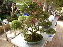 Bonsai Society of WA - Annual Bonsai Spectacular - archival photograph