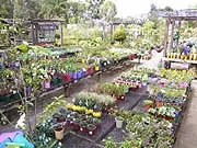 Dutch Windmill Garden - archival photograph