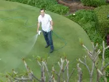 Seasol For Lush Green Lawns - archival photograph