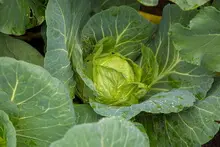 SEASOL 'PowerFeed for Vegies' - archival photograph