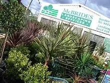 McBride's Nursery - archival photograph